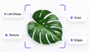 AI plant identifier analyzing leaf shape, color, texture and edges