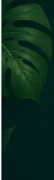 Plant leaf graphic for online plant identification