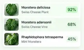 Compare likely plant matches with common names botanical names and confidence