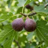 Broad lobed leaves of a common fig tree, Ficus carica