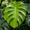 Fenestrated green leaves of a Swiss cheese plant, Monstera deliciosa