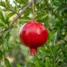 Ripe pomegranate fruit and foliage on a Punica granatum shrub