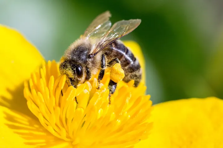 Honey bee sample for AI insect identifier