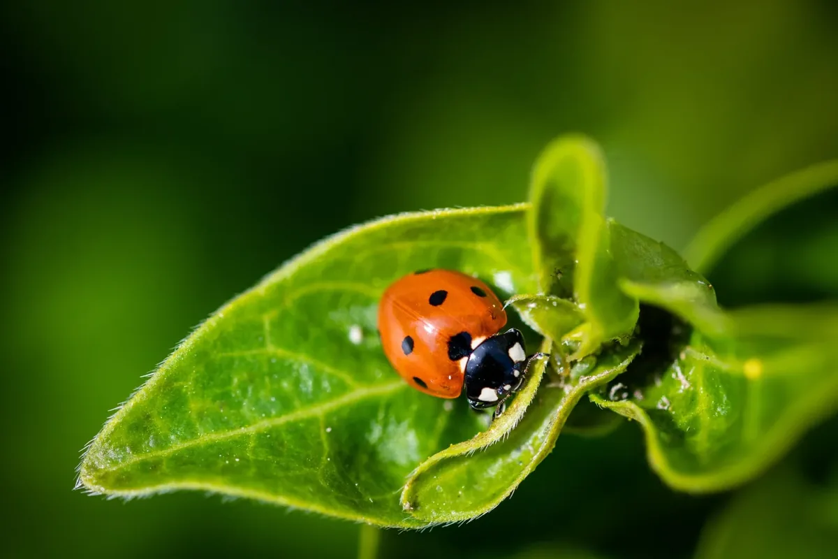 Ladybug close-up for identifying household bugs and indoor insects by photo