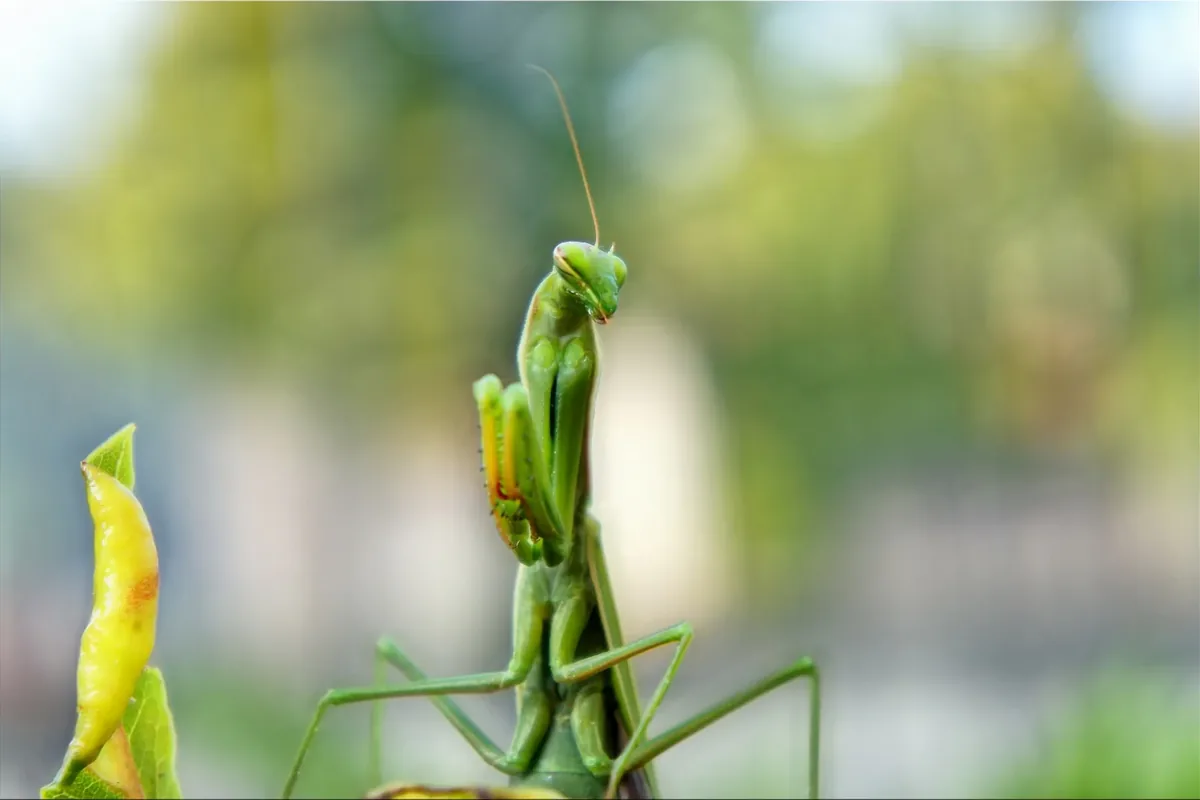 Praying mantis outdoors for identifying field and outdoor insects from a photo