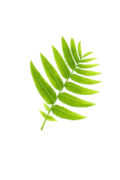 Dwarf elder leaf sample for plant identification