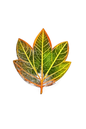Papaya leaf sample for plant identification