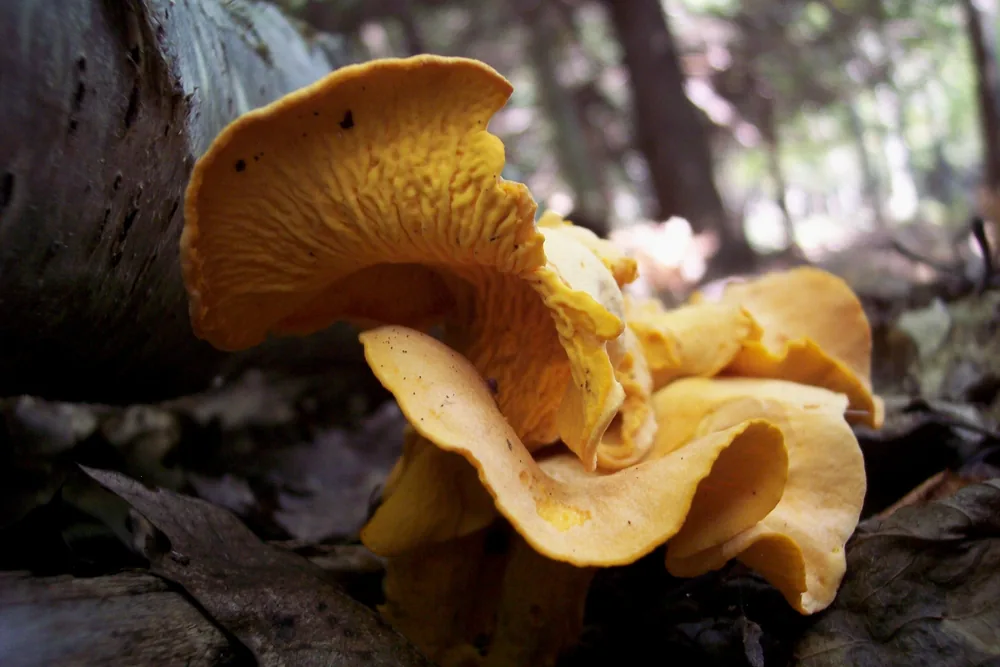 Golden chanterelle example mushroom identification result