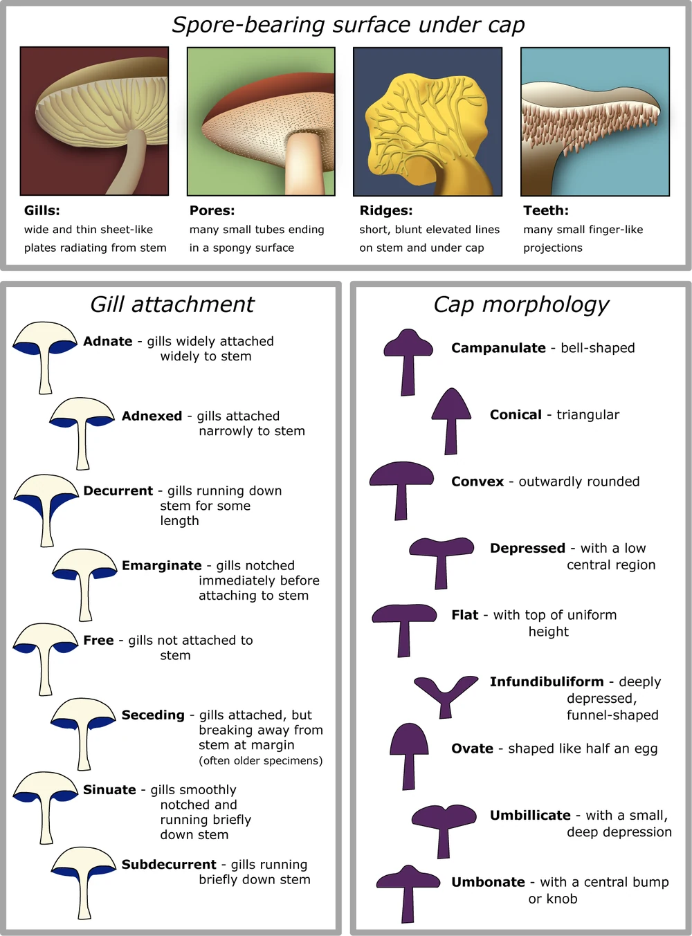 Visual mushroom identification guide showing cap shapes, gills, pores, ridges and teeth