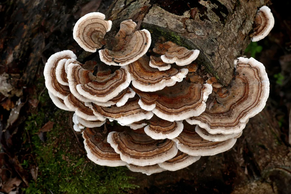 Turkey tail bracket fungus growing on decaying wood