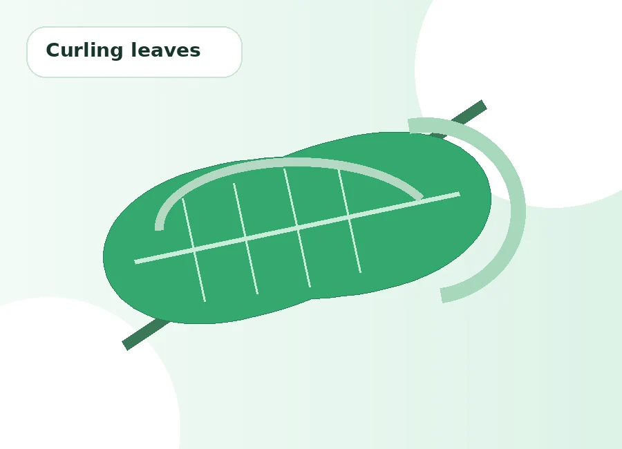 Curling plant leaves showing possible pest or environmental stress