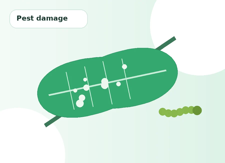 Holes and chewing damage on plant leaf caused by possible pests